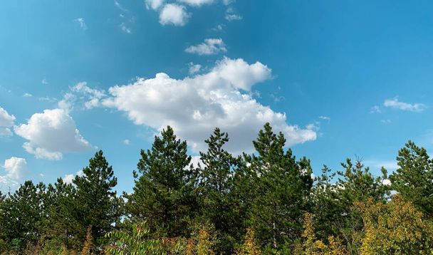 Pine trees over sunny bright blue sky with fluffy clouds - 写真・画像