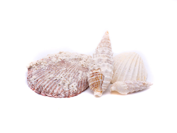 different seashells isolated on white background - Фото, изображение