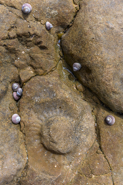 Κοντινό πλάνο σε παράκτιους βράχους με απολιθώματα αμμωνίτη κατά τη διάρκεια της χαμηλής παλίρροιας στη γαλλική ατλαντική ακτή. - Φωτογραφία, εικόνα