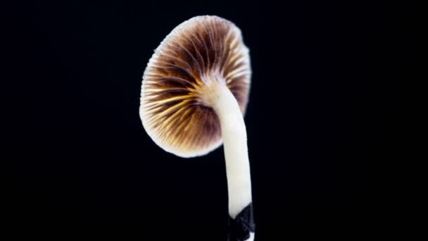 Мексиканський чарівний гриб - це псилоциб, порошинка психоделічного гриба, основними активними елементами якого є псилоцибін і псилоцин - різновид мексиканського Psilocybe Cubensis. гриби обертаються. Темне тло. 4k. - Кадри, відео