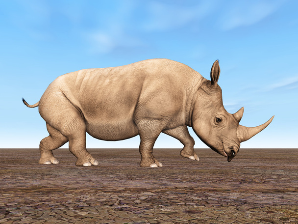Rhinocéros
 - Photo, image