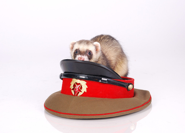 Russian red army ferret - Photo, Image