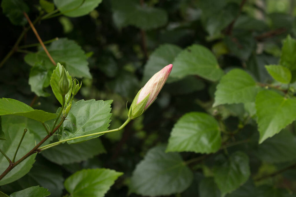 Close up of red Hibiscus rosa-sinensis. - Zdjęcie, obraz