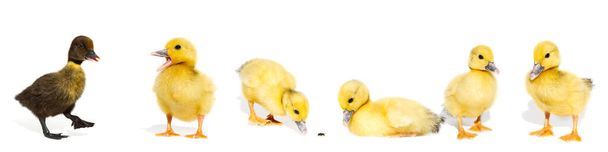 NewBorn little Cute yellow duckling isolated on white - Foto, immagini