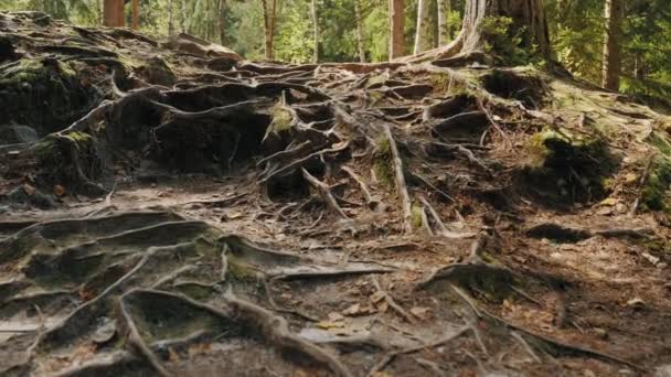 Sok gyökér a földön egy öreg fenyőfáról az erdőben. - Felvétel, videó