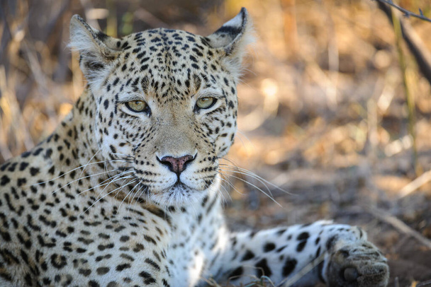 Leopar (Panthera pardus) dişi. Merkez Kalahari. Botswana. - Fotoğraf, Görsel