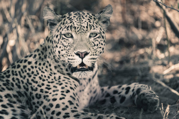 Θηλυκή λεοπάρδαλη (Panthera pardus). Κεντρική Kalahari. Μποτσουάνα. - Φωτογραφία, εικόνα