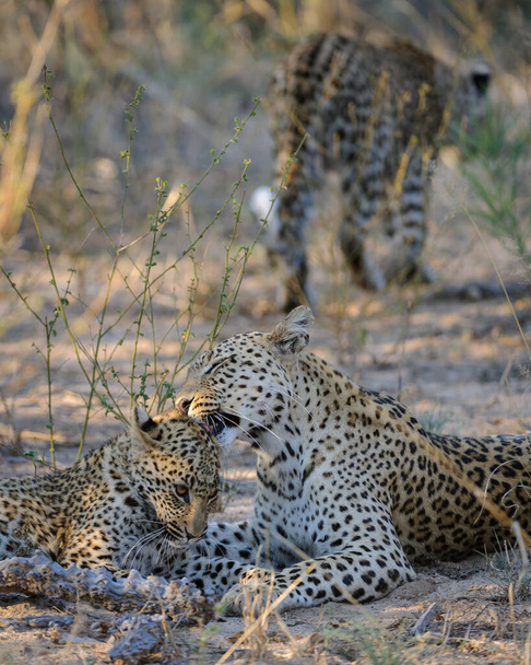 Leopard (Panthera pardus) νεανικό (cub) περιποιείται από τη μητέρα του. Κεντρική Kalahari. Μποτσουάνα. - Φωτογραφία, εικόνα