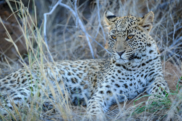Leopard (Panthera pardus) νεανικό (cub) με τα πιο όμορφα μάτια. Κεντρική Kalahari. Μποτσουάνα. - Φωτογραφία, εικόνα