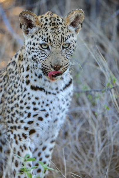 ILeopard (Panthera pardus) νεανικό (cub) με τα πιο όμορφα μάτια. Κεντρική Kalahari. Μποτσουάνα. - Φωτογραφία, εικόνα