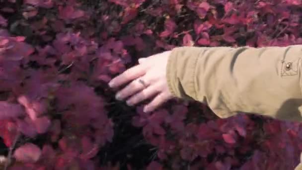 Młoda kobieta delikatnie dotyka czerwonych liści. Autentyczne wideo 4k. Dziewczyna i natura - Materiał filmowy, wideo
