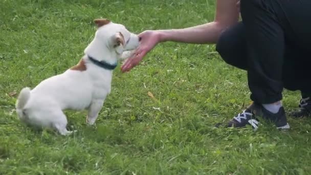 Jack Russell Terrier bawi się z człowiekiem na trawie. Młody człowiek trenuje psa - Materiał filmowy, wideo