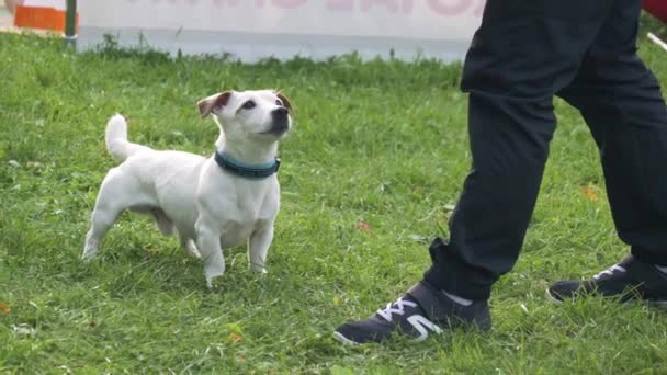 ジャック・ラッセル・テリア草の上で訓練。若い男が犬と遊ぶ - 映像、動画