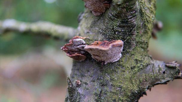 collection and use of wood polypores in forests. - Photo, Image
