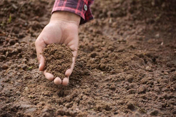 Mano di agricoltore controllando la salute del suolo prima della crescita un seme di piantina di ortaggi o piante. Concetto agricolo. - Foto, immagini