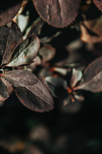 Dark bush leaves on an autumn day. Blurred background - Фото, изображение