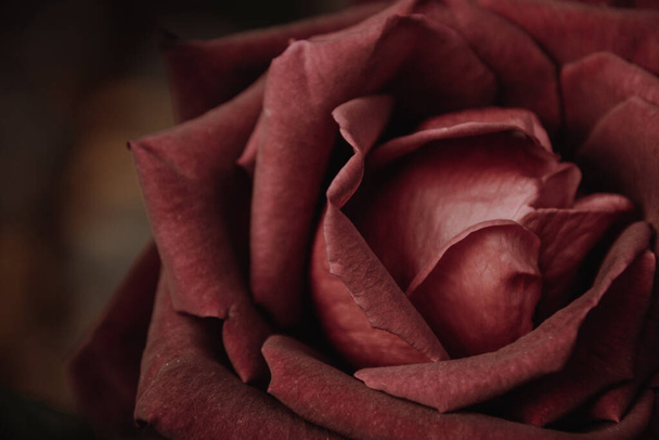 Close up Rose flowers in the design of natural dark background. - Valokuva, kuva