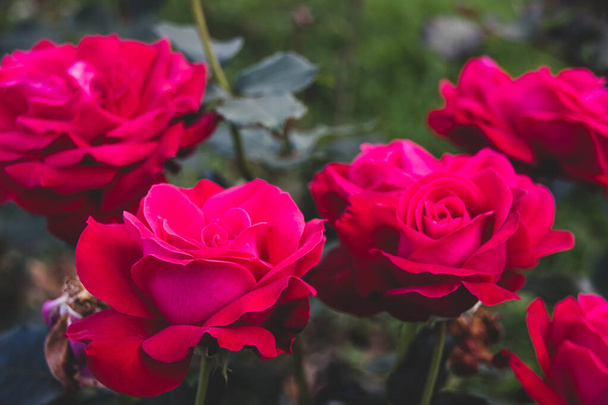 Крупним планом вид на красиву розквітлу рожеву троянду восени
 - Фото, зображення