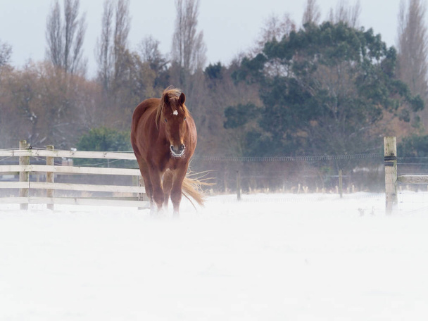 Suffolk Punch konia w padoku głębokiego śniegu w zimie. - Zdjęcie, obraz