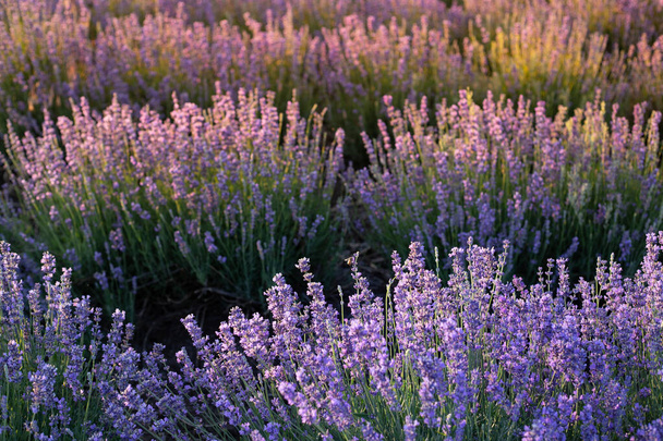 Blooming violet lavender field on sunset sky. - Photo, Image