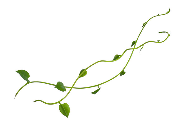 Viñas colgantes follaje de hiedra selva arbusto, en forma de corazón hojas verdes escalada planta naturaleza telón de fondo aislado en blanco con camino de recorte. - Foto, imagen