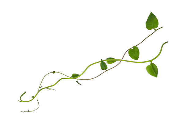 Hanging vines ivy foliage jungle bush, heart shaped green leaves climbing plant nature backdrop isolated on white background with clipping path. - Photo, Image