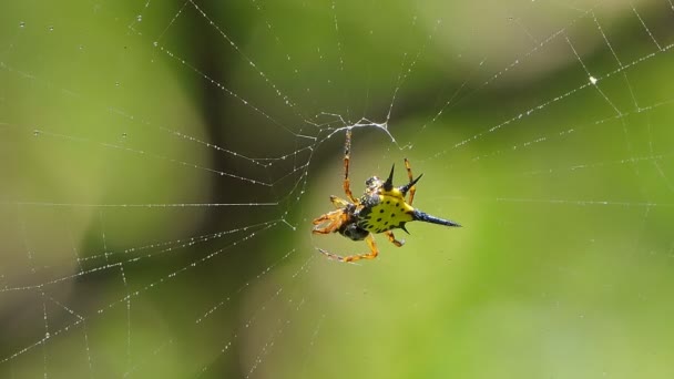 Hasselt 's Spiny Spider, Gasteracantha hasselti, op spinnenweb in tropisch regenwoud. - Video