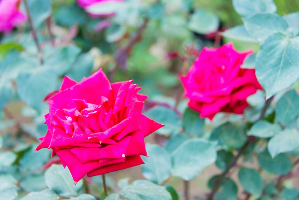 Tokyo, Japon - Fleur de rose (Christian Dior) dans les jardins Kyu-Furukawa à Tokyo, Japon. - Photo, image