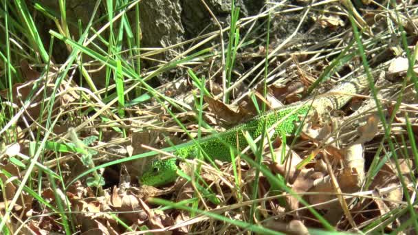 Een mannetjes zandhagedis zoekt naar voedsel tussen de bladeren en het gras. - Footage, Video