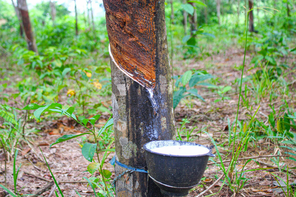Wietnam gumowe drzewo, Tapping guma lateksowa, lateks wyciągnięty z drzewa kauczukowego źródła naturalnego w Azji Wietnam - Zdjęcie, obraz
