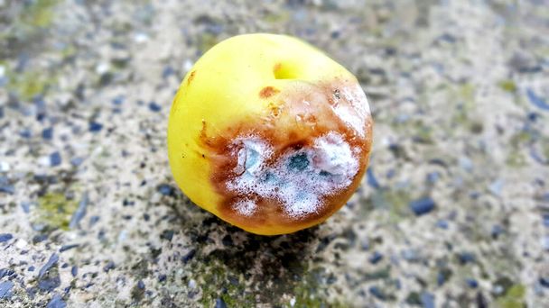 mold attacked peach. rotten fruit - Photo, Image