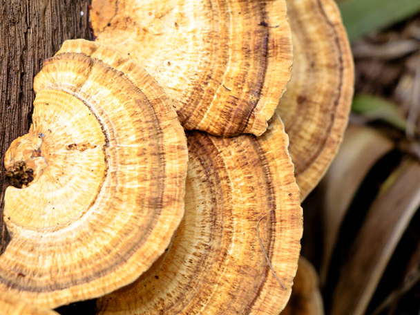 Monivärinen sieni tai kartio mätänevä kookos runko, loinen organismi, valikoiva painopiste - Valokuva, kuva
