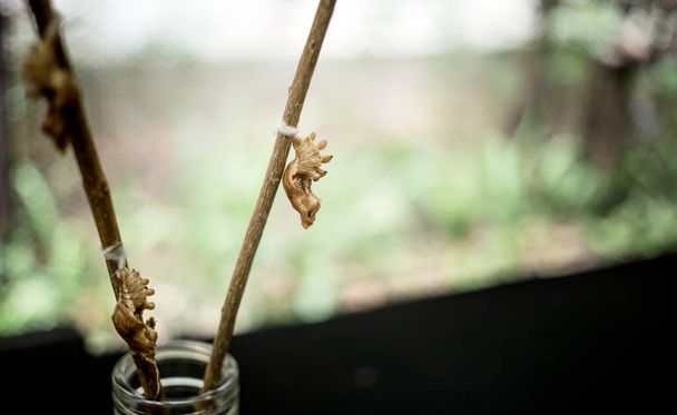 sušená kagerpilíř másla muška červ visící na dřevě ukázat fázi motýla pěstování - Fotografie, Obrázek