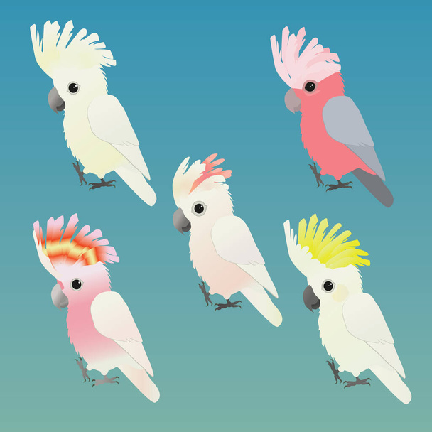 Una ilustración de cinco lindas especies diferentes de cacatúas - Vector, imagen