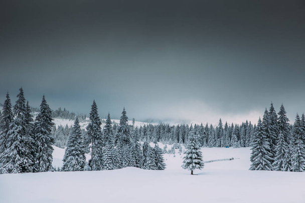 Majestic winter landscape with snowy fir trees.  Winter postcard. - Foto, Bild