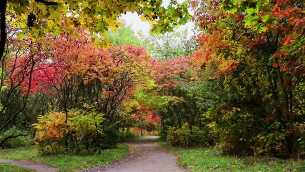 Krásná podzimní krajina se žlutými, červenými a zelenými stromy. Časný podzim v parku. - Záběry, video