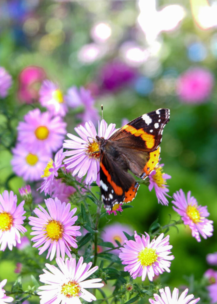 庭の花の束に座っている蝶の赤い提督 - 写真・画像