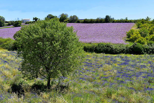 フランス南東部のアルプ・ド・オート・プロヴァンス地区にある有名なヴァレンソール高原のクラリー・セージ(サルビア・スクラリア)畑とラベンダー - 写真・画像