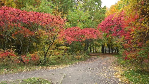 Красивый осенний пейзаж с желтыми, красными и зелеными деревьями. Ранняя осень в парке. - Кадры, видео