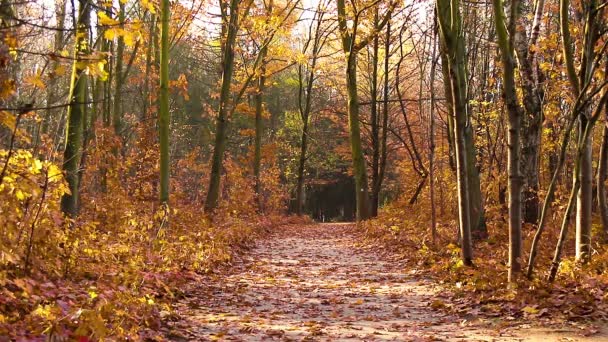 黄色の木々や太陽と美しい秋の風景。公園内のカラフルな葉。落下は自然の背景を残し - 映像、動画