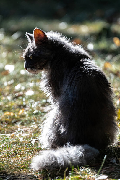 Portré egy ház macska (Felis catus) - Fotó, kép