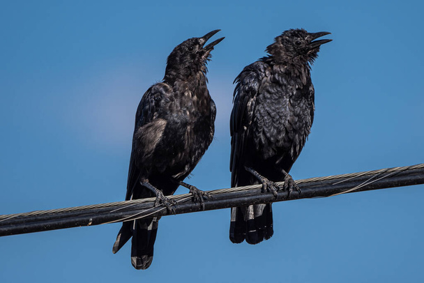 Chiacchierando corvi americani (Corvus brachyrhynchos) su una linea elettrica - Foto, immagini