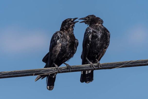 Chiacchierando corvi americani (Corvus brachyrhynchos) su una linea elettrica - Foto, immagini