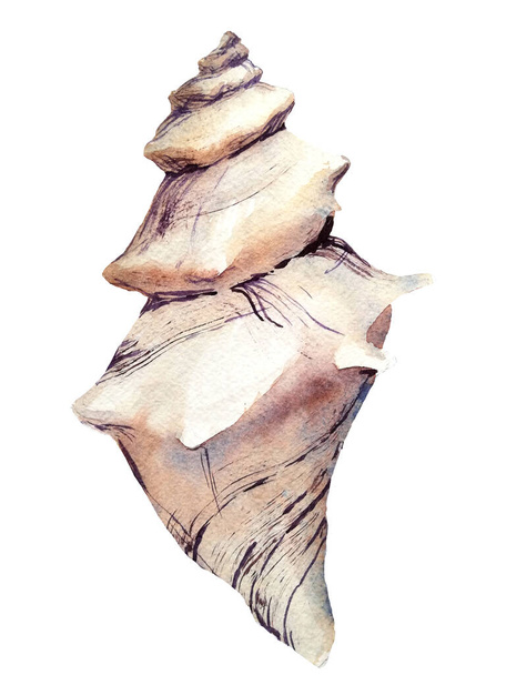 watercolor hand painted big grey seashell with strips on white background  - Φωτογραφία, εικόνα