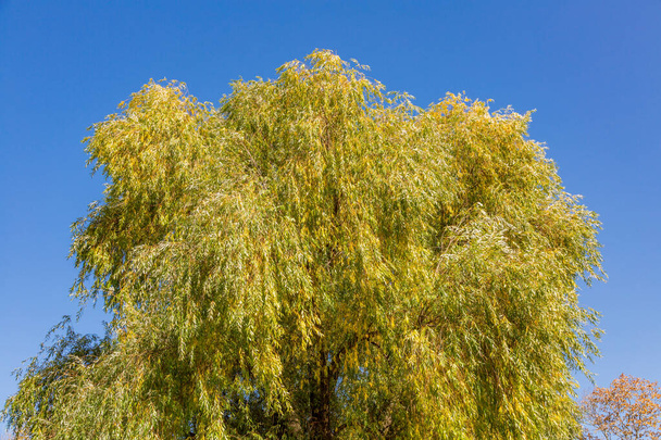Kleurrijke boomtakken met helder gebladerte in gouden herfstseizoen - Foto, afbeelding