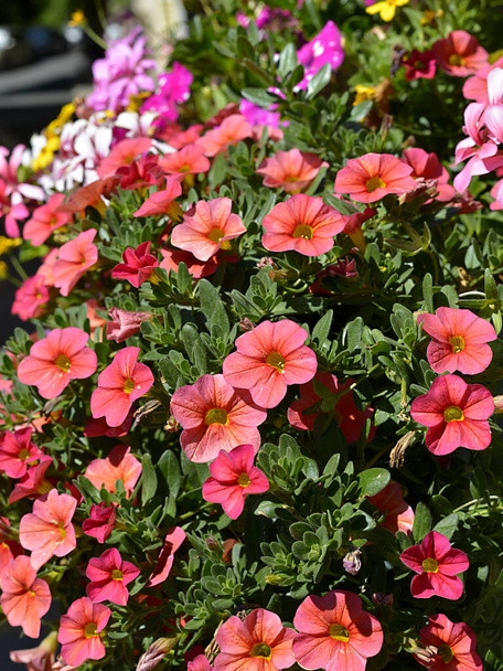Virágzó piros Petúnia virágok - Fotó, kép