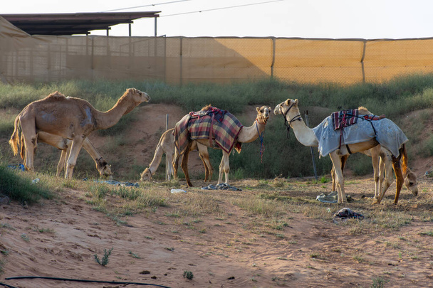 Группа дромадерных верблюдов (Camelus dromedarius) ест сено на верблюжьей ферме в Объединенных Арабских Эмиратах. - Фото, изображение