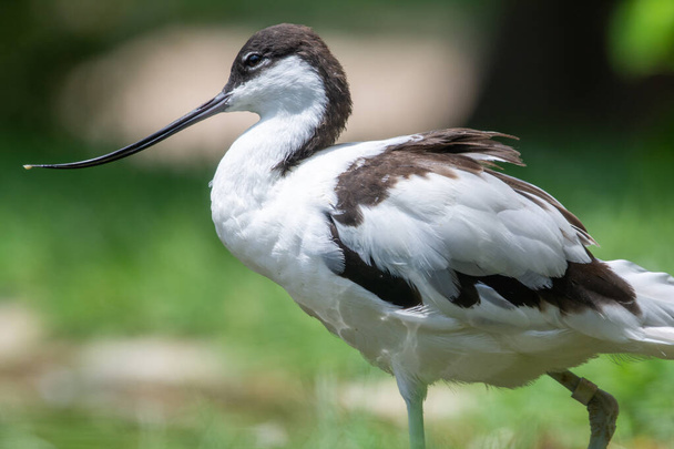 A pied avocet close up (Recurvirostra avosetta) a large black and white wader in the avocet and stilt family - Photo, Image