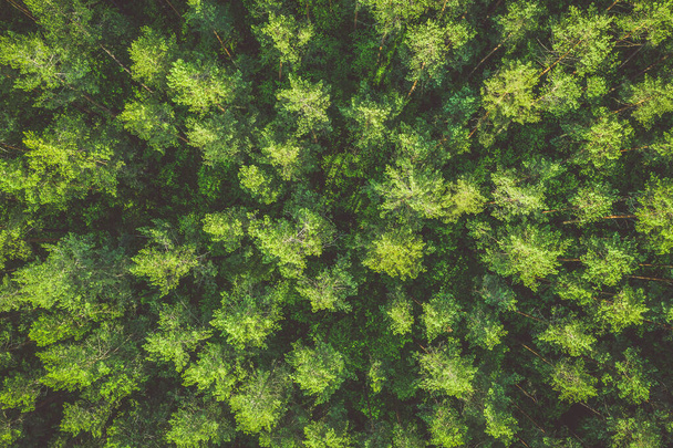 shora dolů letecký pohled na borový les, tónovaný obraz - Fotografie, Obrázek