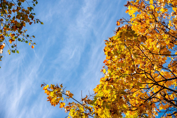 A maple tree branch in the blue-blue sky. Autumn maple leaves are yellow and orange. The seasonal nature background. - Foto, Imagem